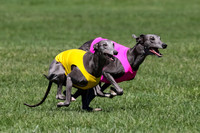Whippet