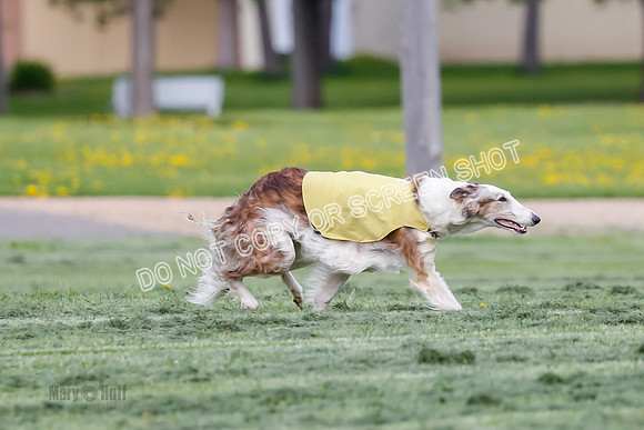 Prelim, Open, Rainbow Vera-8429