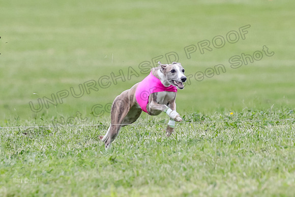 Finals Specials A4, Chiffon Sassy Booster-1838