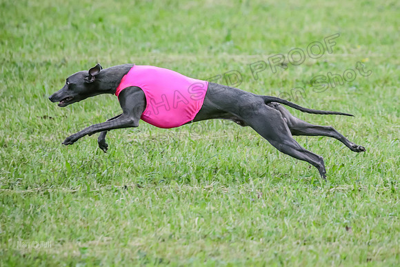 Prelim Open C2, Sparky Strummer Squiggle-8628