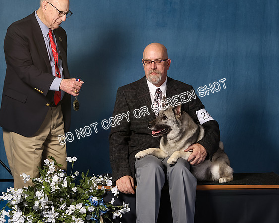 Elkhound 2020-1144