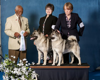 Elkhound 2020-1195