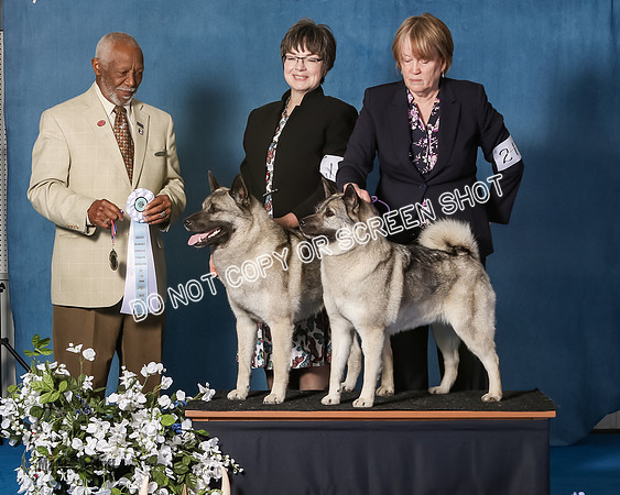 Elkhound 2020-1195
