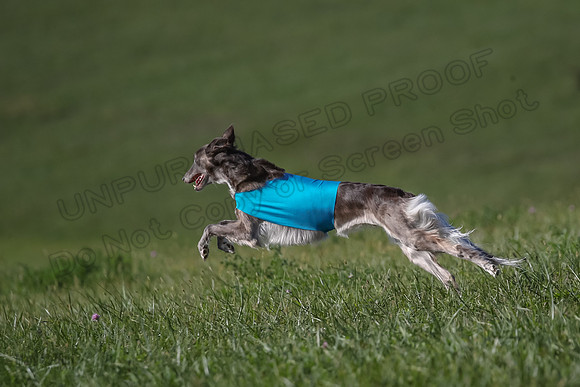 1 Prelims Fch 1 Kelso Wiings Foxy-5616