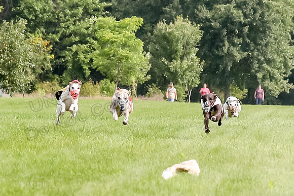 Program 1 Race 2, Denim Bolty Stella Gambit-0060
