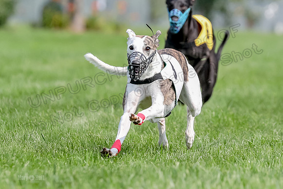 Program 1 Race 6, Sting Addie Valleri Julian-0228