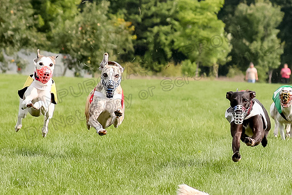 Program 1 Race 2, Denim Bolty Stella Gambit-0072