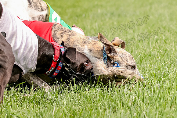 Program 1 Race 2, Denim Bolty Stella Gambit-0098