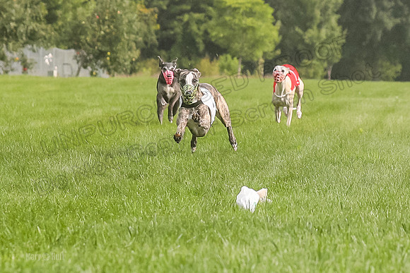 Program 1 Race 1, Willow Charlotte Angel-0028
