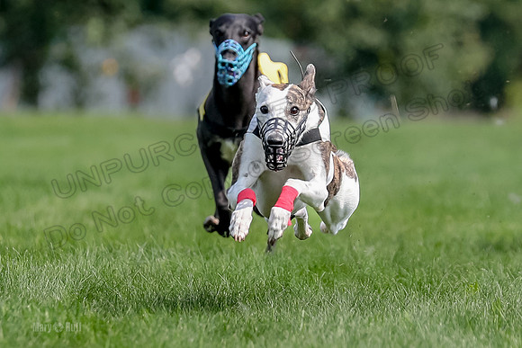 Program 1 Race 6, Sting Addie Valleri Julian-0223