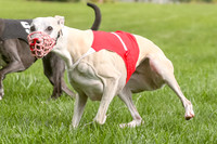 Program 1 Race 1, Willow Charlotte Angel-0050