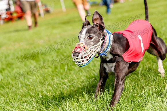 Program 1 Race 3, Zen Sid Nathalia Blaze Seeker-0147