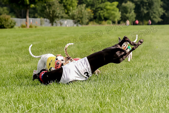 Program 1 Race 2, Denim Bolty Stella Gambit-0081