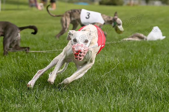 Program 1 Race 1, Willow Charlotte Angel-0053