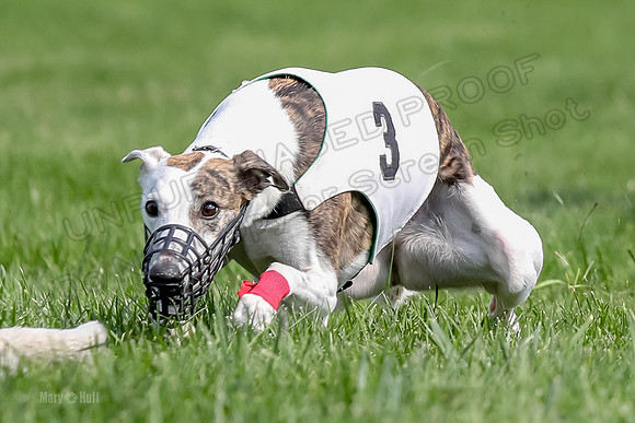 Program 1 Race 6, Sting Addie Valleri Julian-0234