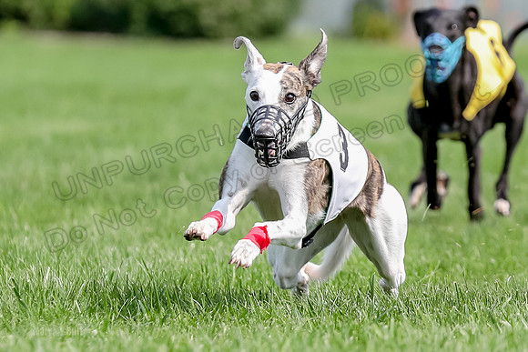Program 1 Race 6, Sting Addie Valleri Julian-0231