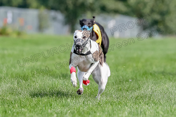 Program 1 Race 6, Sting Addie Valleri Julian-0226