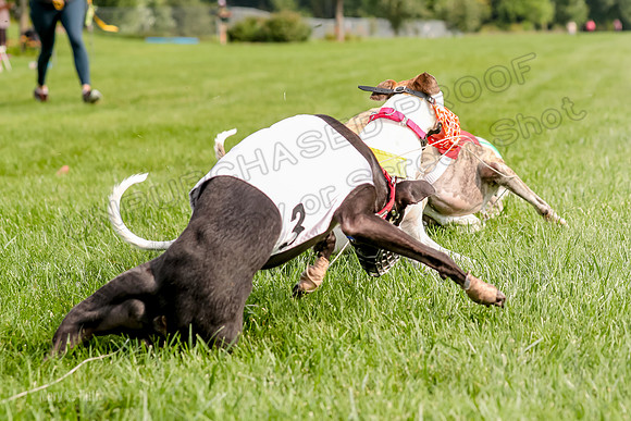 Program 1 Race 2, Denim Bolty Stella Gambit-0093