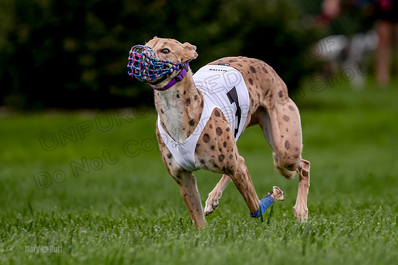 Program 2 Dash Dog, Rarity-0609
