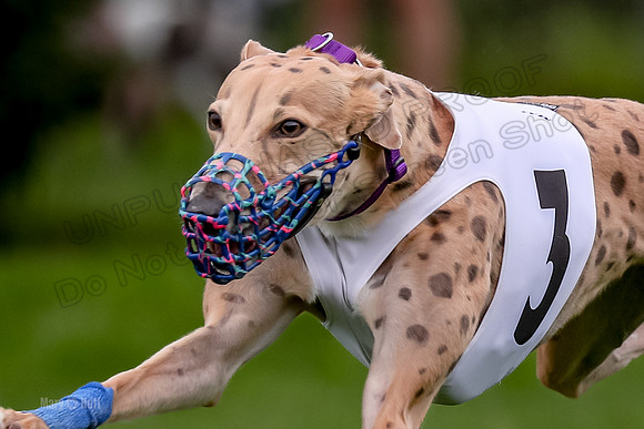 Program 2 Dash Dog, Rarity-0608