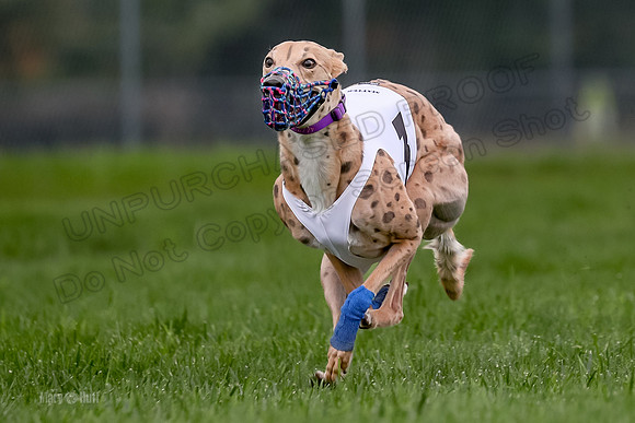 Program 2 Dash Dog, Rarity-0602