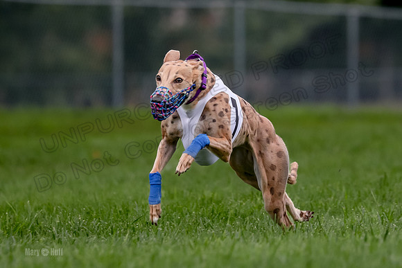 Program 2 Dash Dog, Rarity-0603