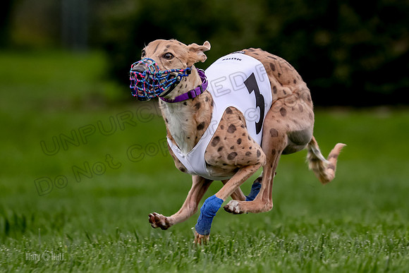 Program 2 Dash Dog, Rarity-0610