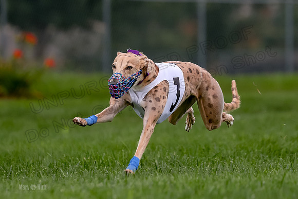 Program 2 Dash Dog, Rarity-0604