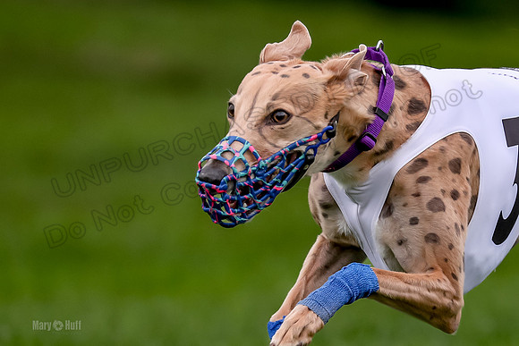 Program 2 Dash Dog, Rarity-0611