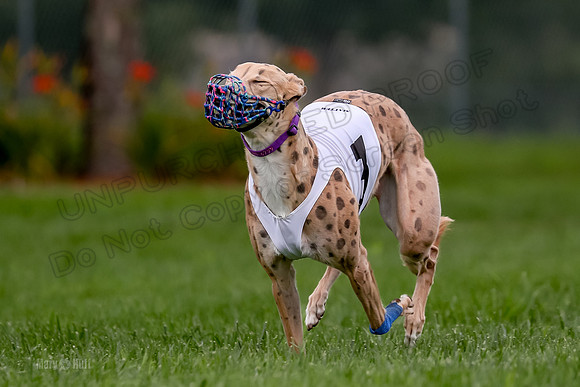Program 2 Dash Dog, Rarity-0605