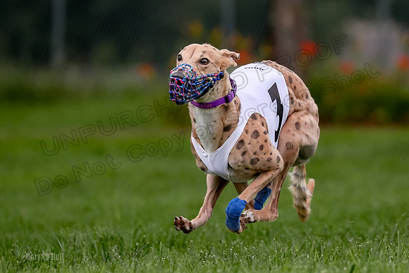 Program 2 Dash Dog, Rarity-0606