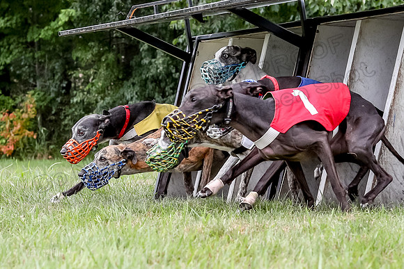 Program 3 Race 3, SidD Bolty Charlotte Valleri Meatloaf Bogie-0988