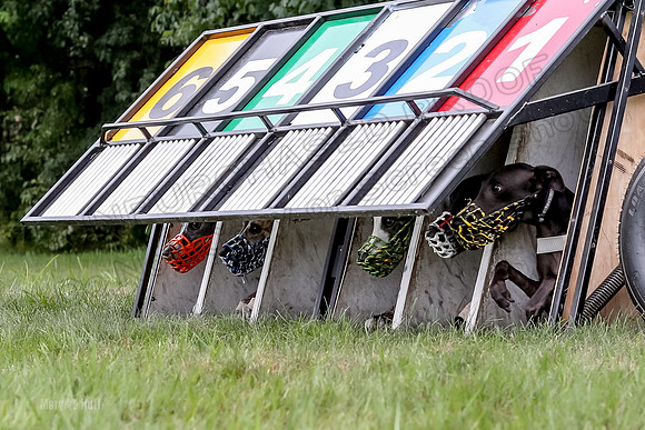 Program 3 Race 3, SidD Bolty Charlotte Valleri Meatloaf Bogie-0985