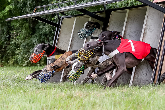 Program 3 Race 3, SidD Bolty Charlotte Valleri Meatloaf Bogie-0987