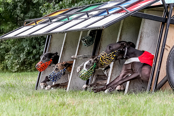 Program 3 Race 3, SidD Bolty Charlotte Valleri Meatloaf Bogie-0986