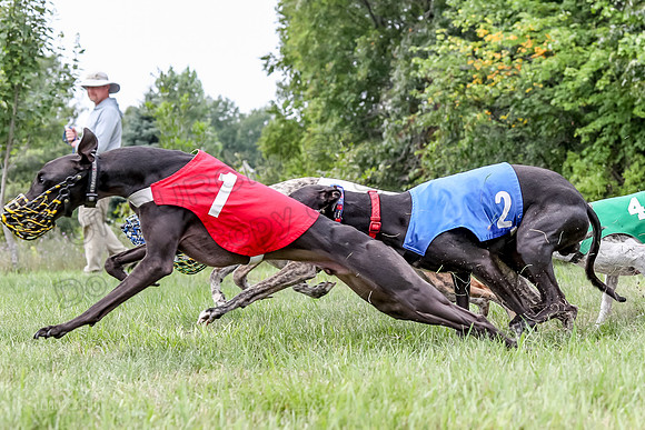 Program 3 Race 3, SidD Bolty Charlotte Valleri Meatloaf Bogie-0993