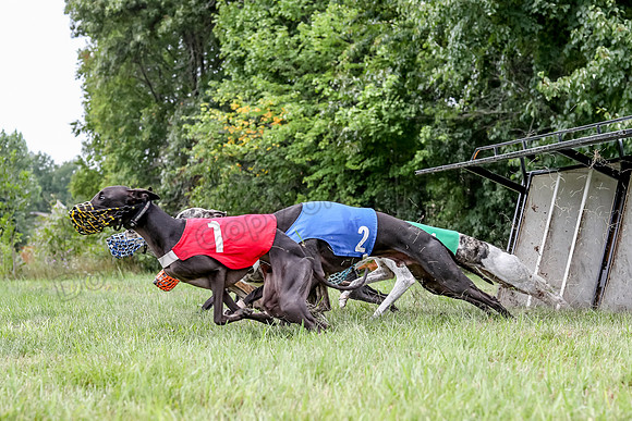 Program 3 Race 3, SidD Bolty Charlotte Valleri Meatloaf Bogie-0992