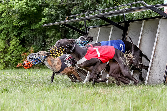Program 3 Race 3, SidD Bolty Charlotte Valleri Meatloaf Bogie-0989