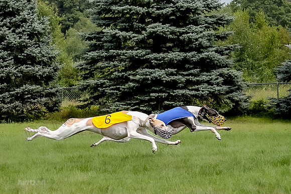 Program 4 Race 1, Nathalia Chuck Denim Gambit Zen Seeker-1025-2