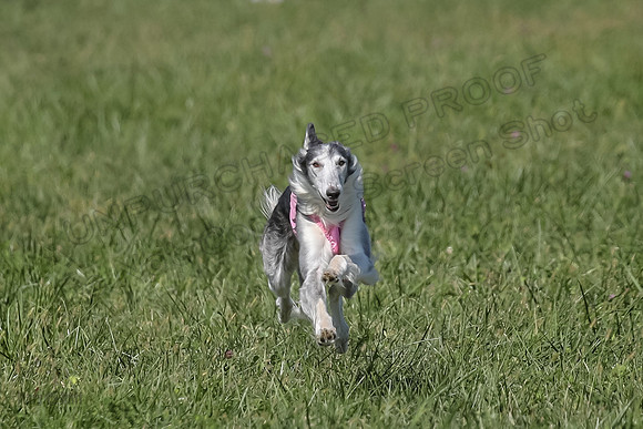 2 Finals Fch 1 Foxy Kelso Lizzie-8321