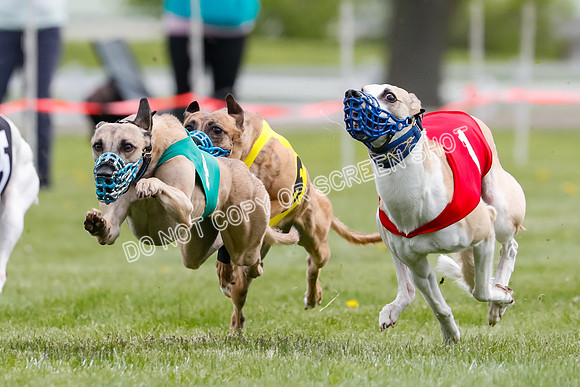 WRA, Prg 1, Race 14, Chase Buttercup Joplin Cinder Navi-8514