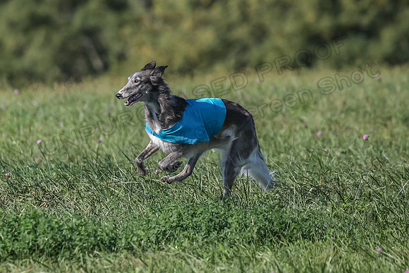 1 Prelims Fch 1 Kelso Wiings Foxy-5610