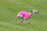 Prelim Veteran 1, Akela Ricky Bobby Blue-6262
