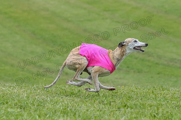 Prelim Veteran 1, Akela Ricky Bobby Blue-6262