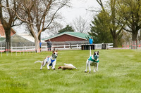 WRA, Prg 2, Race 1, Puppy, Gnochhi Sprig-8548