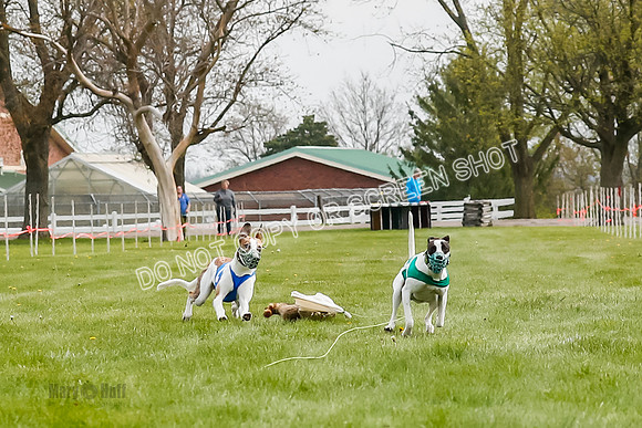 WRA, Prg 2, Race 1, Puppy, Gnochhi Sprig-8548