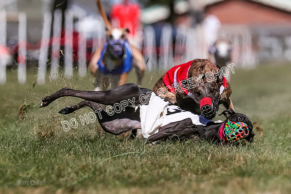 Prg 4, Race 1, Ruffian Flynn Nami Rigby Arrow Echo-0046
