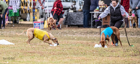 Finals Fch 1 Islay Opal Dakota-2431