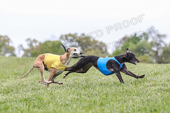 Finals Open C3, Sparky Margot Shine-0717