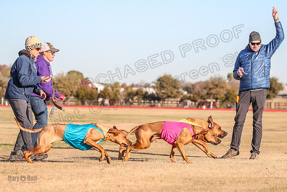 1prelims Open 1 Chief Coco Rein-9531